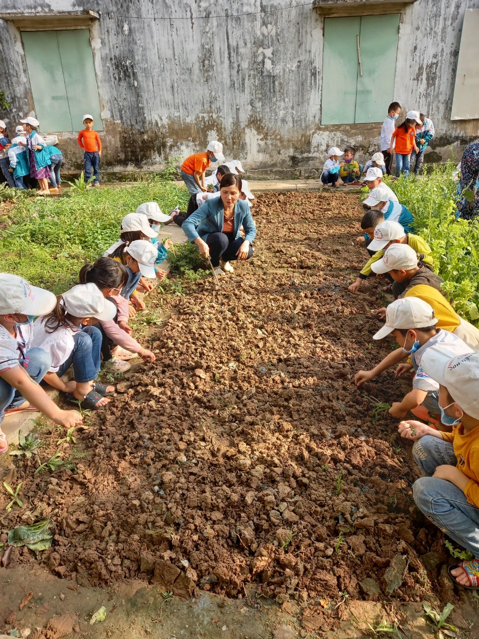 Hướng dẫn học sinh trải nghiệm trồng rau sạch Hướng dẫn học sinh trải nghiệm trồng rau sạch